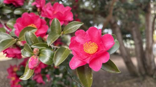 つばきの花