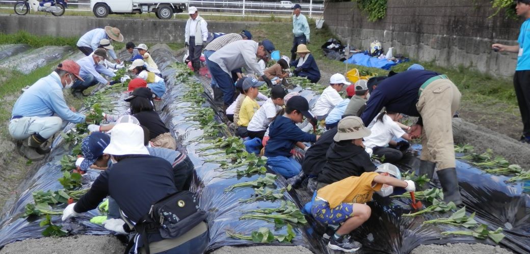 さつま芋苗植え支援（御笠まちづくり協議会）