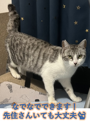 びきにゃん080415