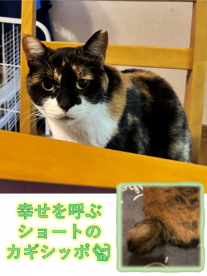 びきにゃん080415②