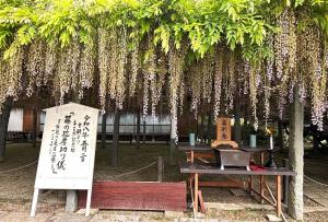 長者の藤2