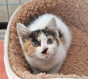 猫の写真