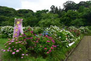 あじさい園3