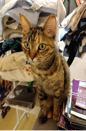 猫の写真