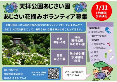 あじさい花摘み