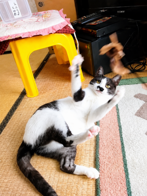 猫の写真