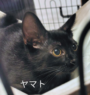 猫の写真