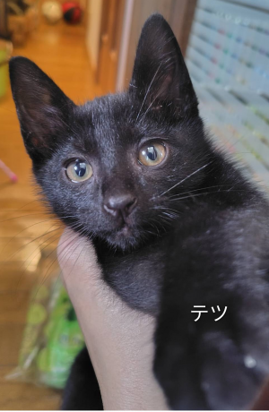 猫の写真