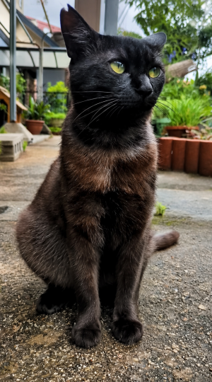 猫の写真