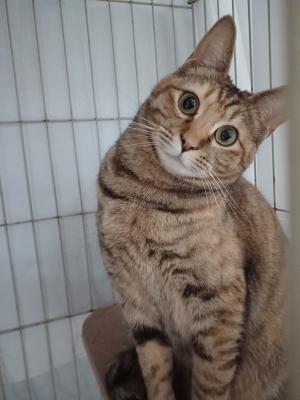 猫の写真