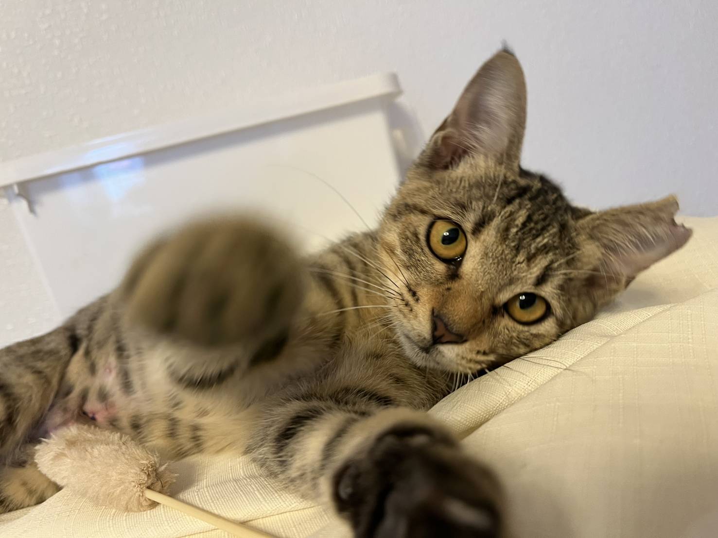 猫の写真