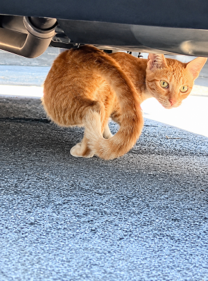 猫の写真