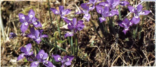 平等寺エヒメアヤメの花の写真