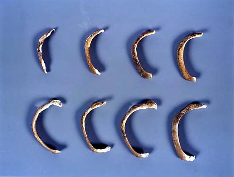 貝輪(ゴホウラ製　諸岡型)　8個の画像