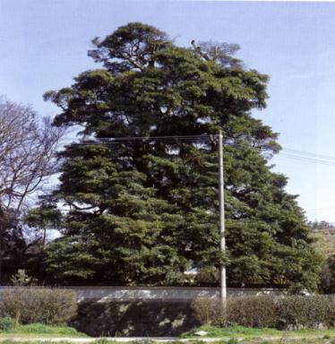 立明寺のタブノキの画像