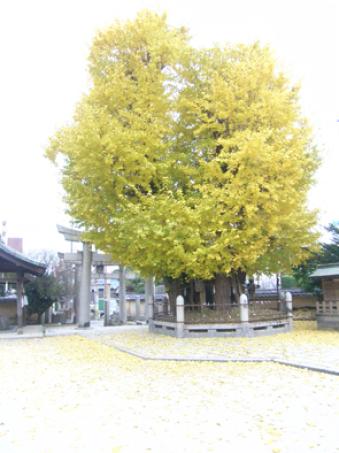 秋が深まり色づく二日市八幡宮の公孫樹の画像