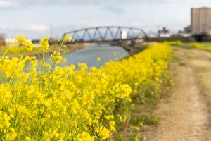 宝満川河川敷に咲く菜の花の写真