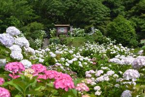 あじさい園1