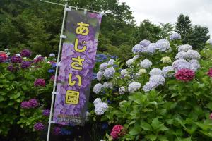 あじさい園1
