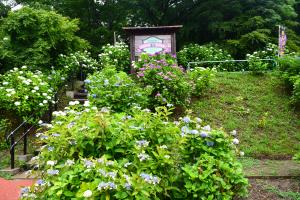 あじさい園1