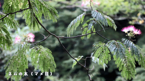 ネムの木の写真