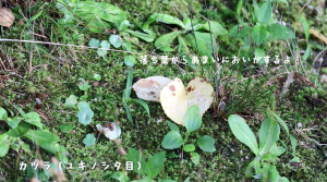 カツラの写真(甘い匂いのする葉)
